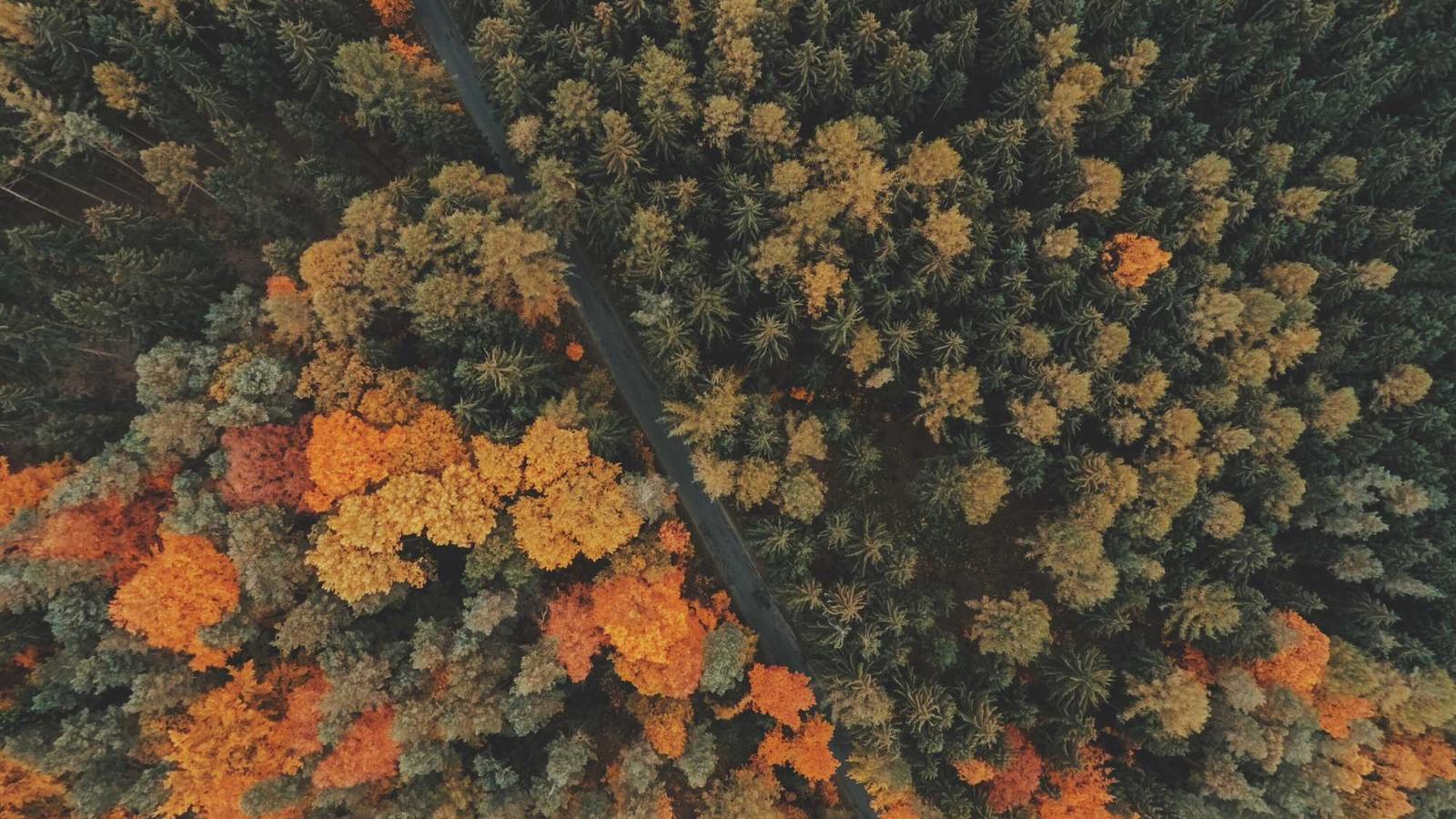 Courses section image 1